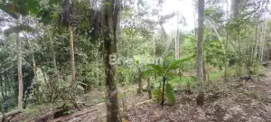 Beautiful tropical forest land in Penebel, ideal for agricultural development and plantation project.