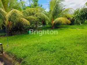 Lush tropical garden featuring palm trees and vibrant greenery near Selemadeg, Bali.
