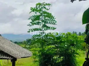 Beautiful 3,575 m² land in Selemadeg featuring Batukaru Mountain and rice field vistas. Perfect for.